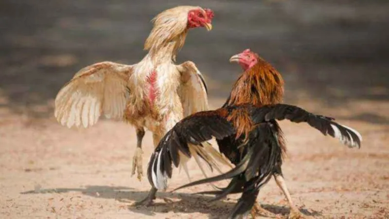 Đá gà cựa sắt