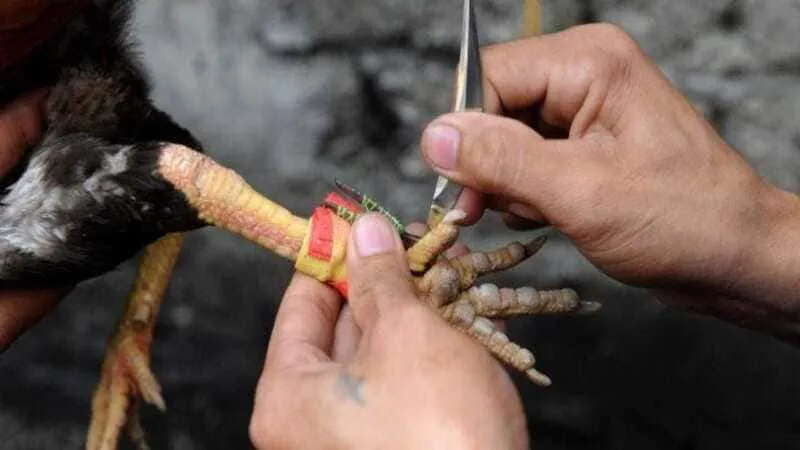 Đá gà cựa dao Đá gà cựa dao