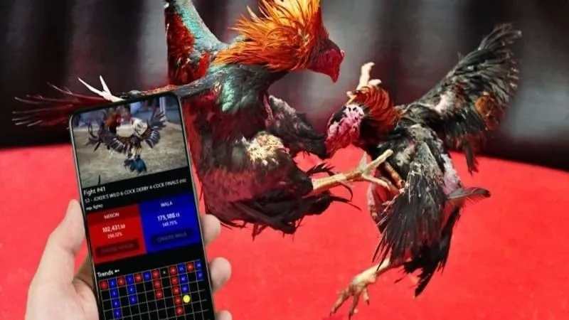 Đá gà cựa sắt Đá gà cựa sắt