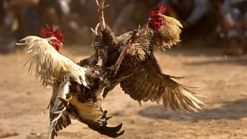 Những đá gà BWING nổi bật tại hệ thống cược hot