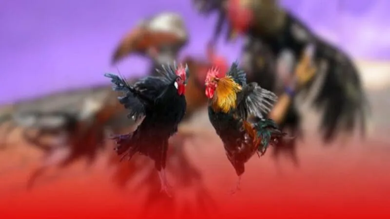 Đá gà thomo Đá gà thomo